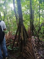 Socratea