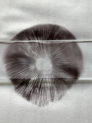 Stropharia coronilla