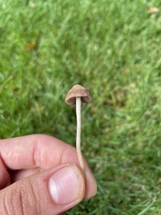 Panaeolus foenisecii