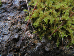 Triquetrella papillata