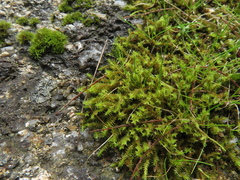 Triquetrella papillata