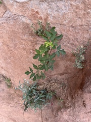 Acer grandidentatum