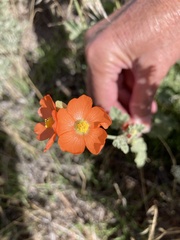 Sphaeralcea parvifolia