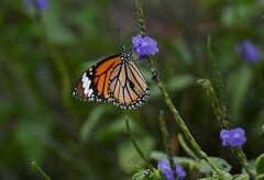 Danaus genutia