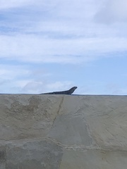 Ctenosaura hemilopha