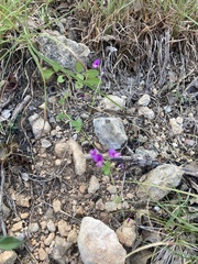 Lespedeza procumbens