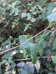 Lonicera ciliosa
