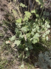 Sphaeralcea parvifolia