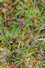 Tofieldia coccinea