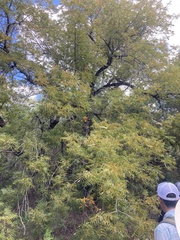 Juglans major