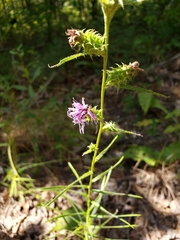 Liatris hirsuta