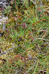 Tofieldia coccinea