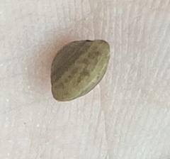 Sphaerium occidentale