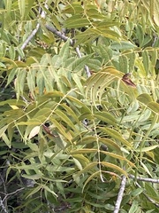 Juglans major