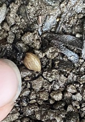 Sphaerium occidentale