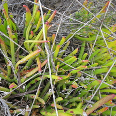 Carpobrotus muirii