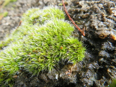 Grimmia pulvinata