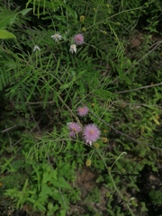 Mimosa quadrivalvis
