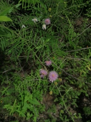 Mimosa quadrivalvis