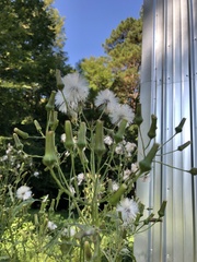 Erechtites hieraciifolius