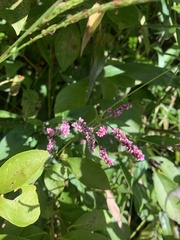 Persicaria longiseta