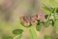 Calephelis braziliensis