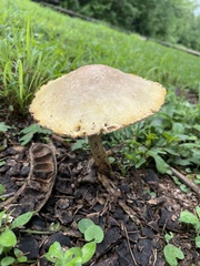 Chlorophyllum molybdites