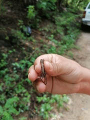 Sceloporus siniferus