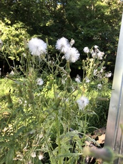 Erechtites hieraciifolius