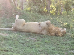 Panthera leo melanochaita