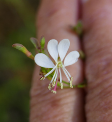 Oenothera podocarpa