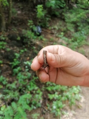 Sceloporus siniferus