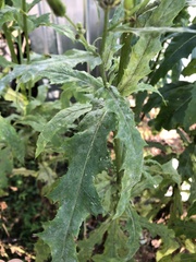 Erechtites hieraciifolius