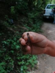 Sceloporus siniferus