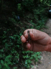 Sceloporus siniferus