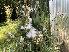 Erechtites hieraciifolius