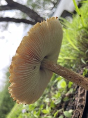 Chlorophyllum molybdites