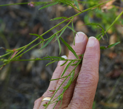 Oenothera podocarpa