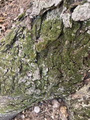 Dicranum montanum