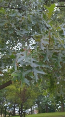 Quercus ellipsoidalis