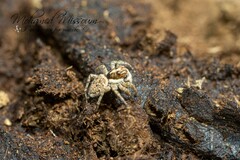 Menemerus semilimbatus