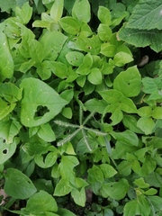 Dactyloctenium aegyptium
