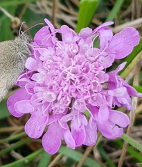 Scabiosa lucida