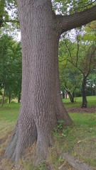 Quercus ellipsoidalis
