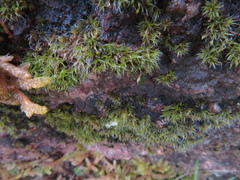Grimmia pulvinata