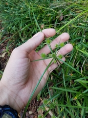 Cyperus