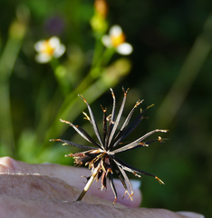 Bidens bigelovii