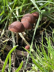 Psathyrella