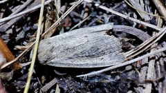 Protarchanara brevilinea