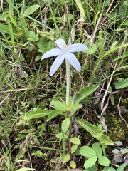 Hippobroma longiflora